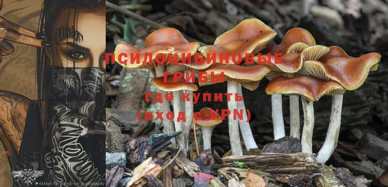 Псилоцибиновые грибы MAGIC MUSHROOMS  блэк спрут зеркало  Нерехта  наркотики 